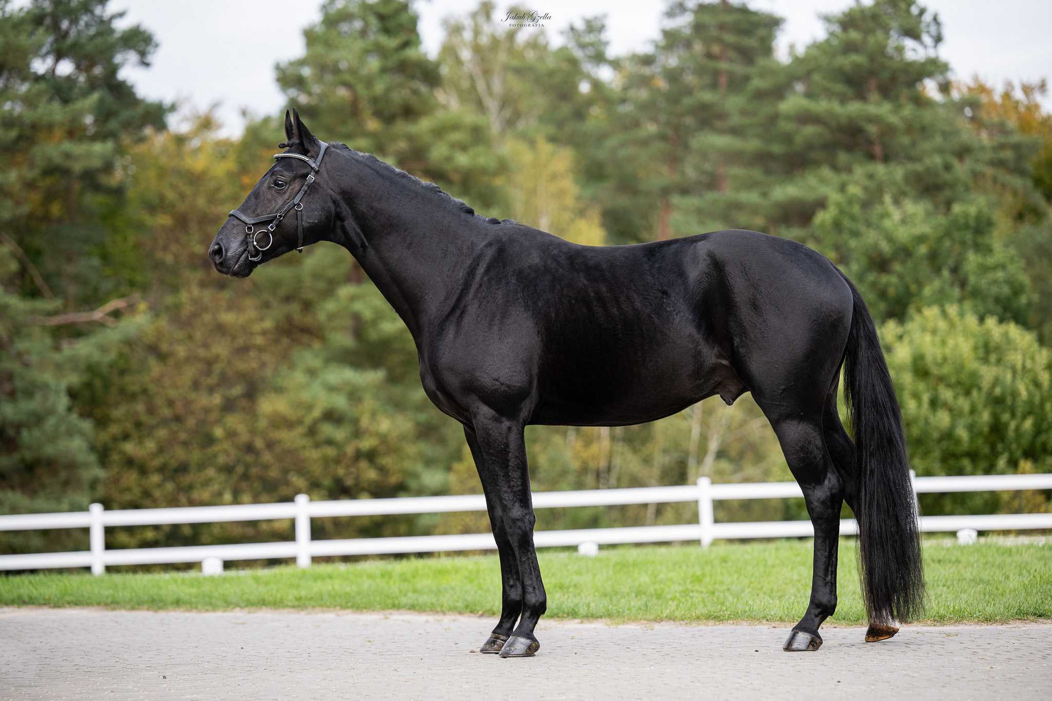 DAFT PUNK — Oldenburg · Stallion · 6y